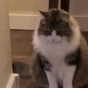 Meet your Posher, June